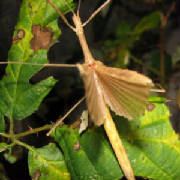 Pink Winged/Madagascan Stick Insect