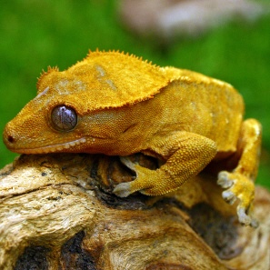 New Caledonia Crested Gecko